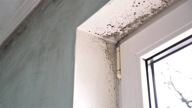 Best Air Quality Testing for Mold Spores  in Dunellen, NJ