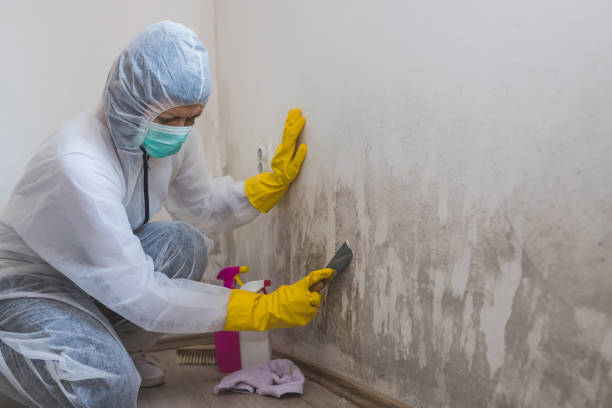 Best Airborne Mold Testing  in Dunellen, NJ