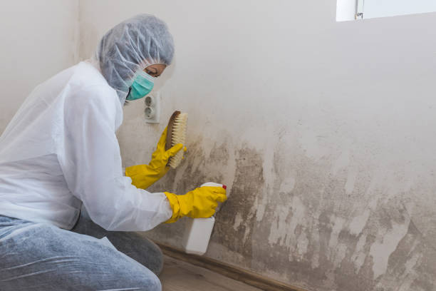Best Mold Remediation for Healthcare Facilities  in Dunellen, NJ