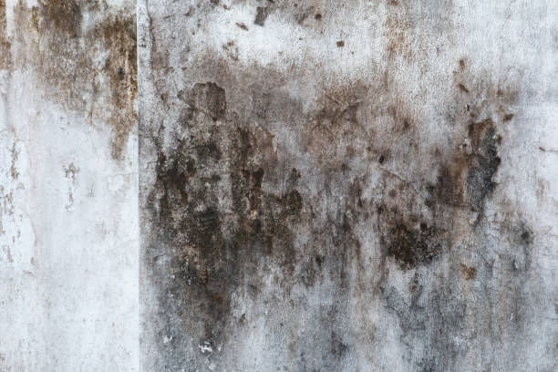 Mold Remediation for Vacation Homes in Dunellen, NJ