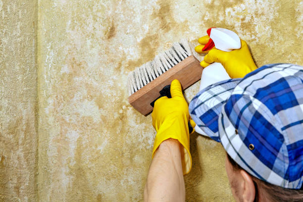 Best Asbestos and Lead Testing During Mold Inspection  in Dunellen, NJ