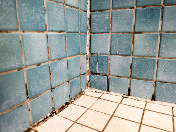 Best Attic Mold Removal  in Dunellen, NJ