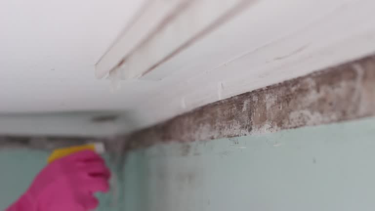 Biohazard Mold Removal in Dunellen, NJ